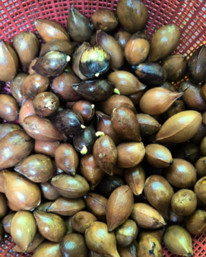 Cycas glauca seeds