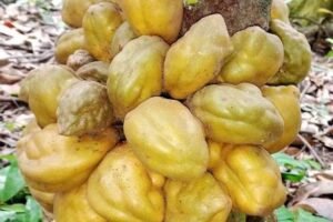 Cynometra cauliflora Growing Guide: Care, Propagation & Fruiting