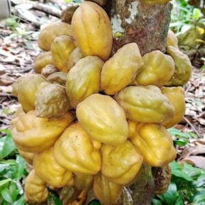 Cynometra cauliflora seeds