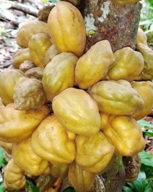 Cynometra cauliflora seeds