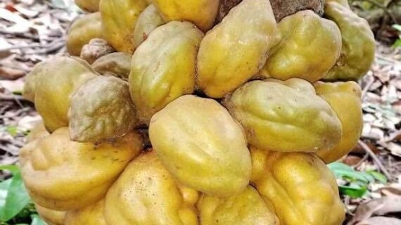 Cynometra cauliflora Growing Guide: Care, Propagation & Fruiting