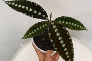 Leea zippeliana Growing Guide: Care, Propagation & Fruiting