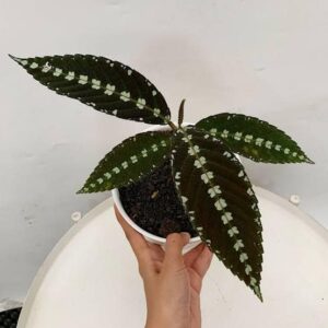 Leea zippeliana seeds