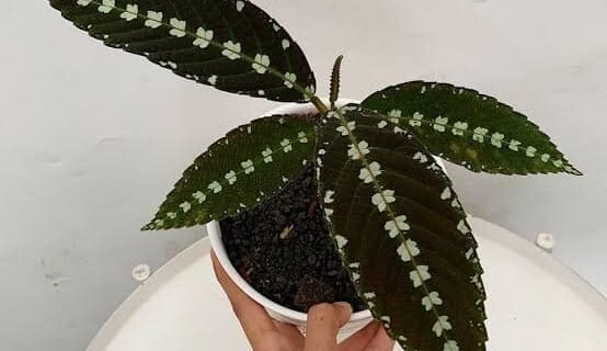 Leea zippeliana Growing Guide: Care, Propagation & Fruiting