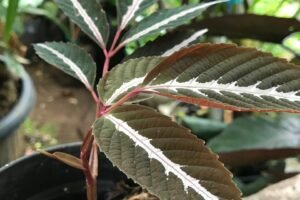 Leea amabilis Growing Guide: Care, Propagation & Fruiting
