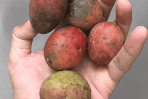 Mangifera griffithii Growing Guide: Care, Propagation & Fruiting Growing Guide: Care, Propagation & Fruiting