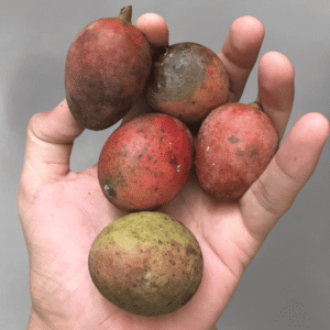 Mangifera griffithii seeds