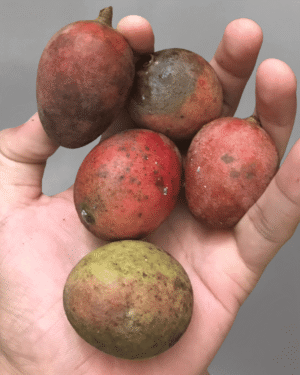 Mangifera griffithii seeds