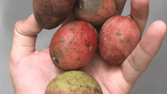 Mangifera griffithii Growing Guide: Care, Propagation & Fruiting Growing Guide: Care, Propagation & Fruiting