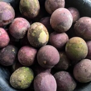 Mangifera quadrifida seeds