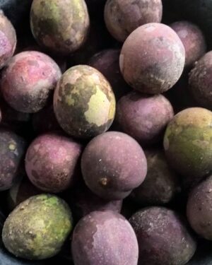 Mangifera quadrifida seeds