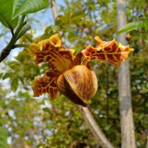 Monodora angolensis seeds