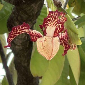 Monodora myristica seeds