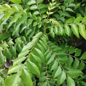 Murraya koenigii seeds