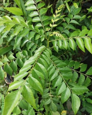 Murraya koenigii seeds