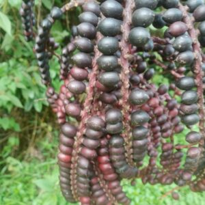 Pinanga celebica seeds