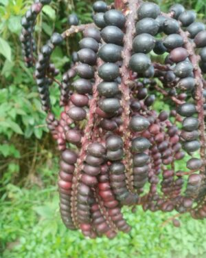 Pinanga celebica seeds