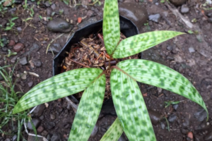 Pinanga crassipes Growing Guide: Care & Propagation