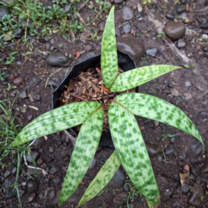 Pinanga crassipes seeds