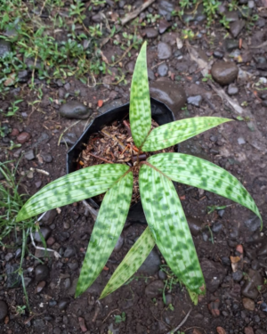 Pinanga crassipes seeds