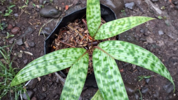 Pinanga crassipes Growing Guide: Care & Propagation