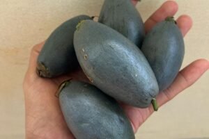 Barringtonia papuana Growing Guide: Care, Propagation & Fruiting