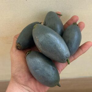 Barringtonia papuana seeds