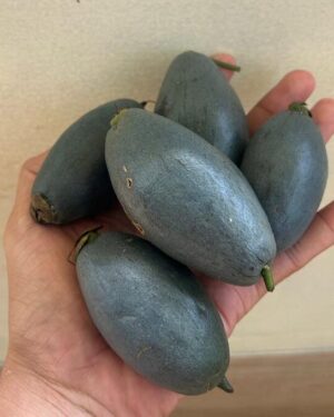 Barringtonia papuana seeds
