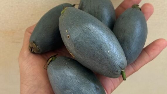 Barringtonia papuana Growing Guide: Care, Propagation & Fruiting