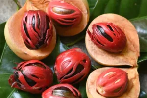 Myristica fragrans Growing Guide: Care, Propagation & Harvest