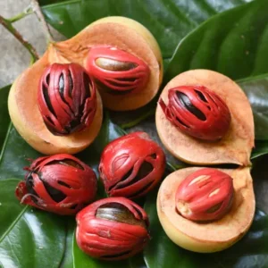 Myristica fragrans seeds
