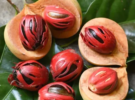 Myristica fragrans Growing Guide: Care, Propagation & Harvest
