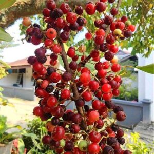 Syzygium polyanthum seeds