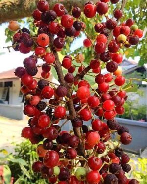 Syzygium polyanthum seeds
