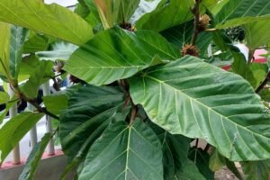 Ficus brusii Growing Guide: Care, Propagation & Fruiting