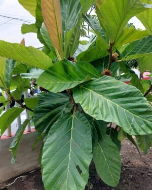 ficus brusii seeds