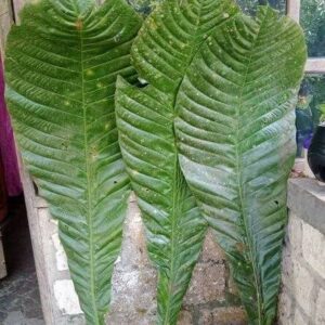 octamyrtus glomerata seeds
