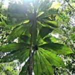 Octamyrtus glomerata Growing Guide: Care, Propagation & Fruiting
