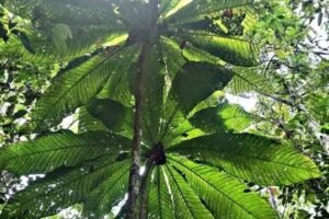 Octamyrtus glomerata Growing Guide: Care, Propagation & Fruiting