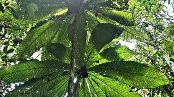 Octamyrtus glomerata Growing Guide: Care, Propagation & Fruiting