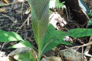 Pinanga aristata Growing Guide: Care & Propagation