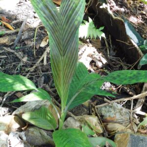 pinanga aristata seeds
