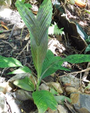 pinanga aristata seeds