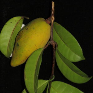 Willughbeia coriacea seeds