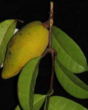 Willughbeia coriacea seeds